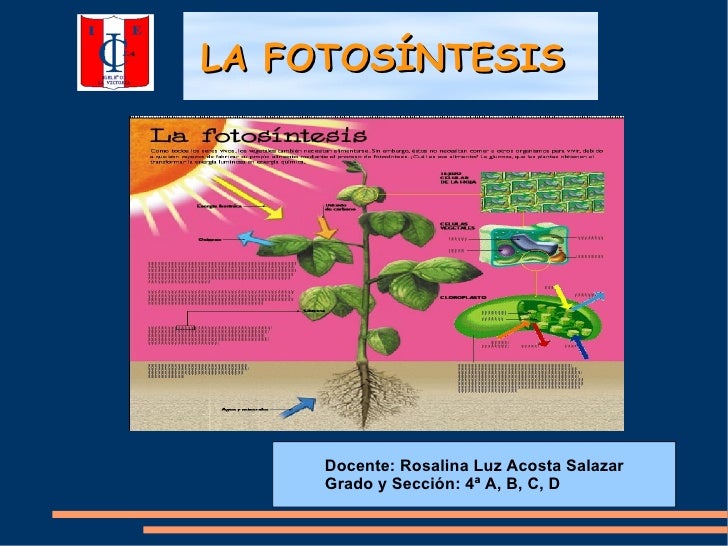 Descargar diapositivas de la fotosintesis 24 Descargar diapositivas de la fotosintesis 1